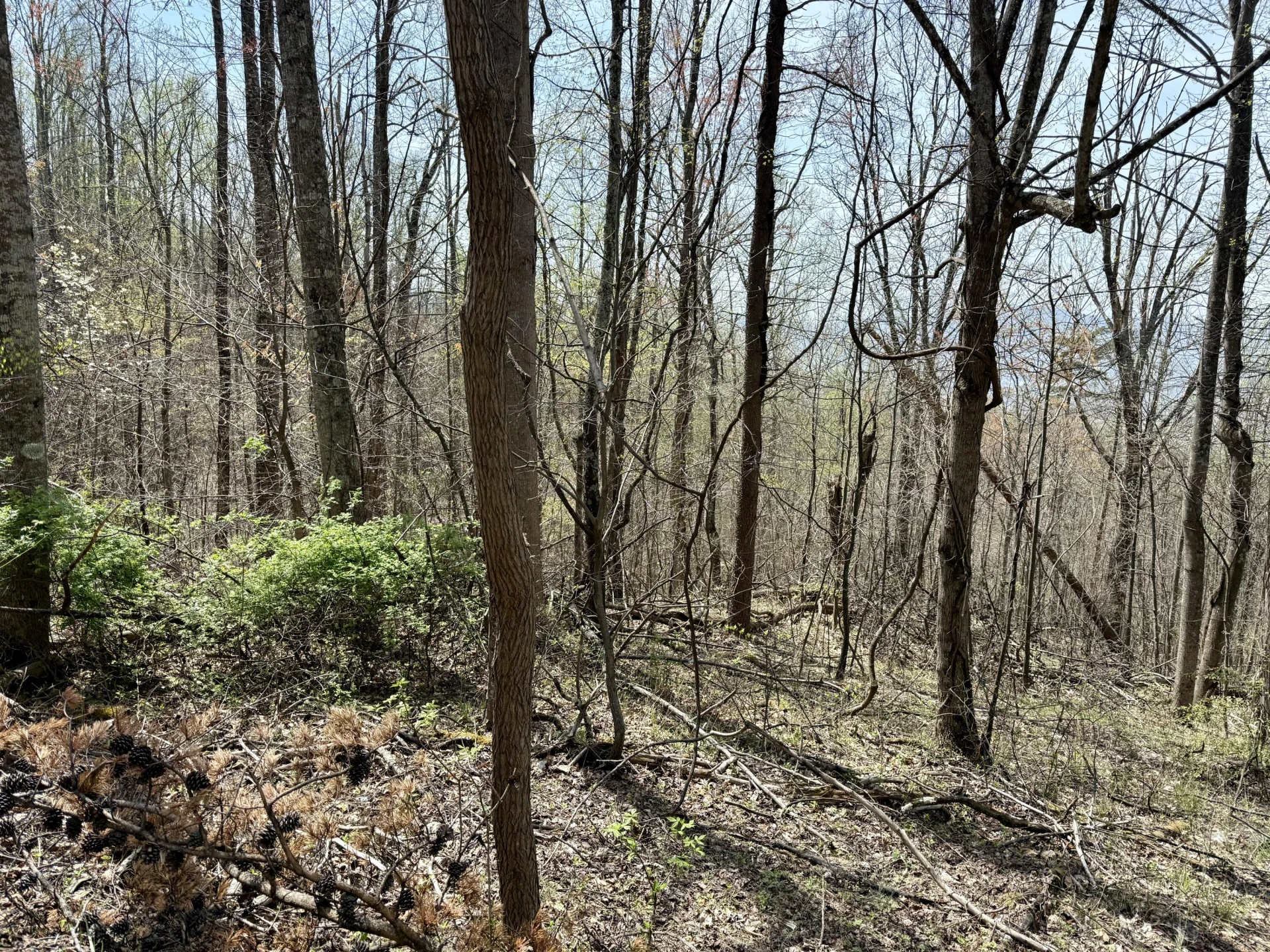 Lot 1 & 2 Murray Hollow RD - Photo 8
