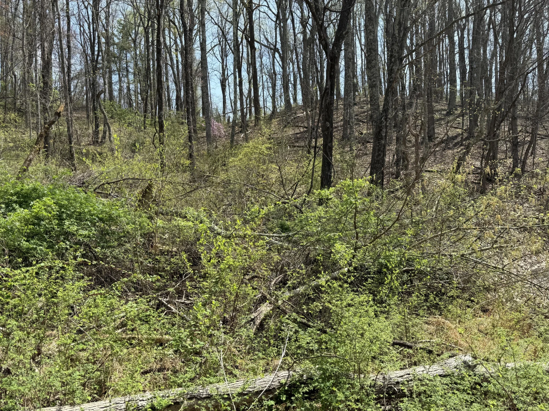 Lot 3 & 4 Murray Hollow RD