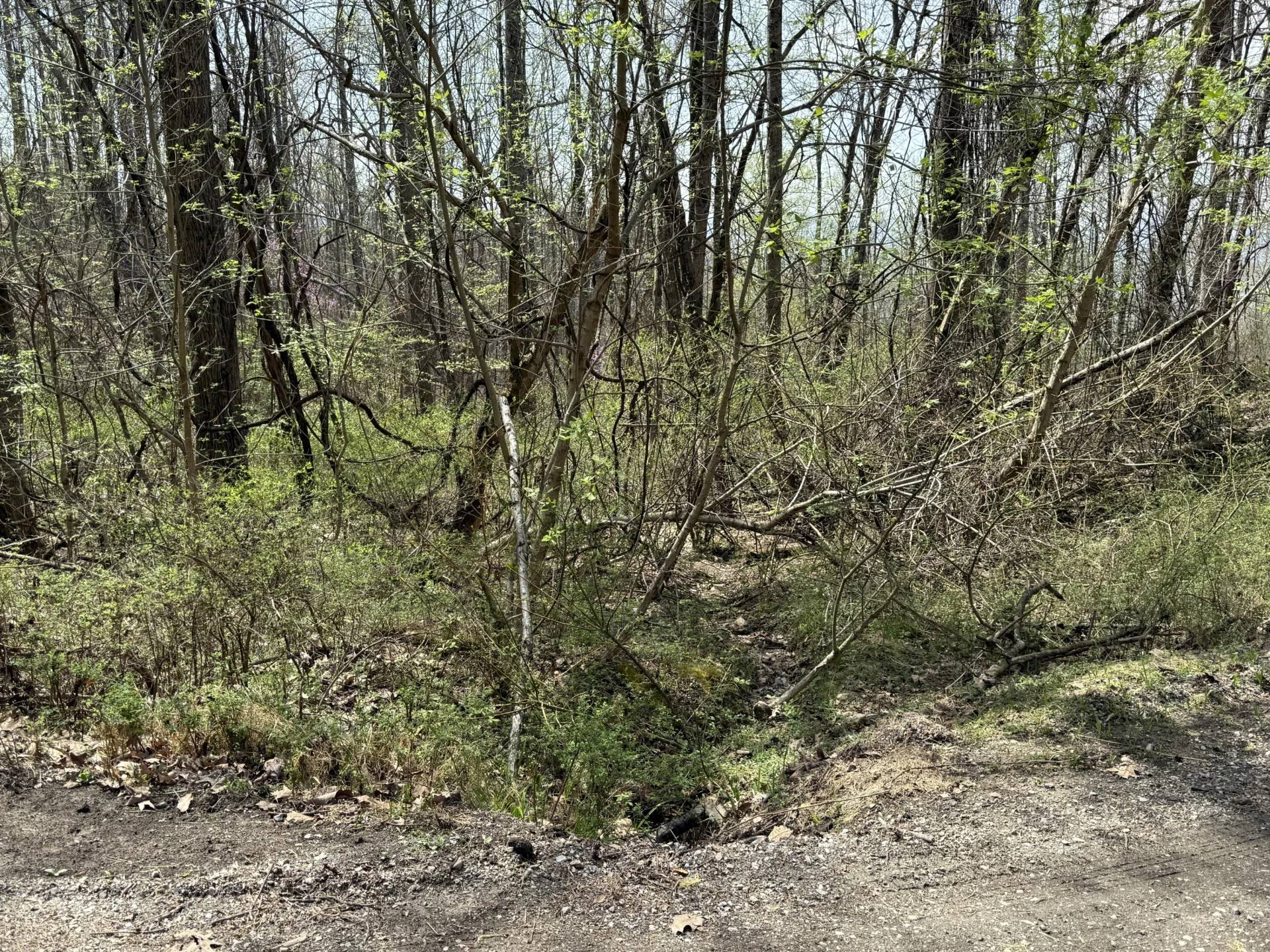 Lot 3 & 4 Murray Hollow RD - Photo 6