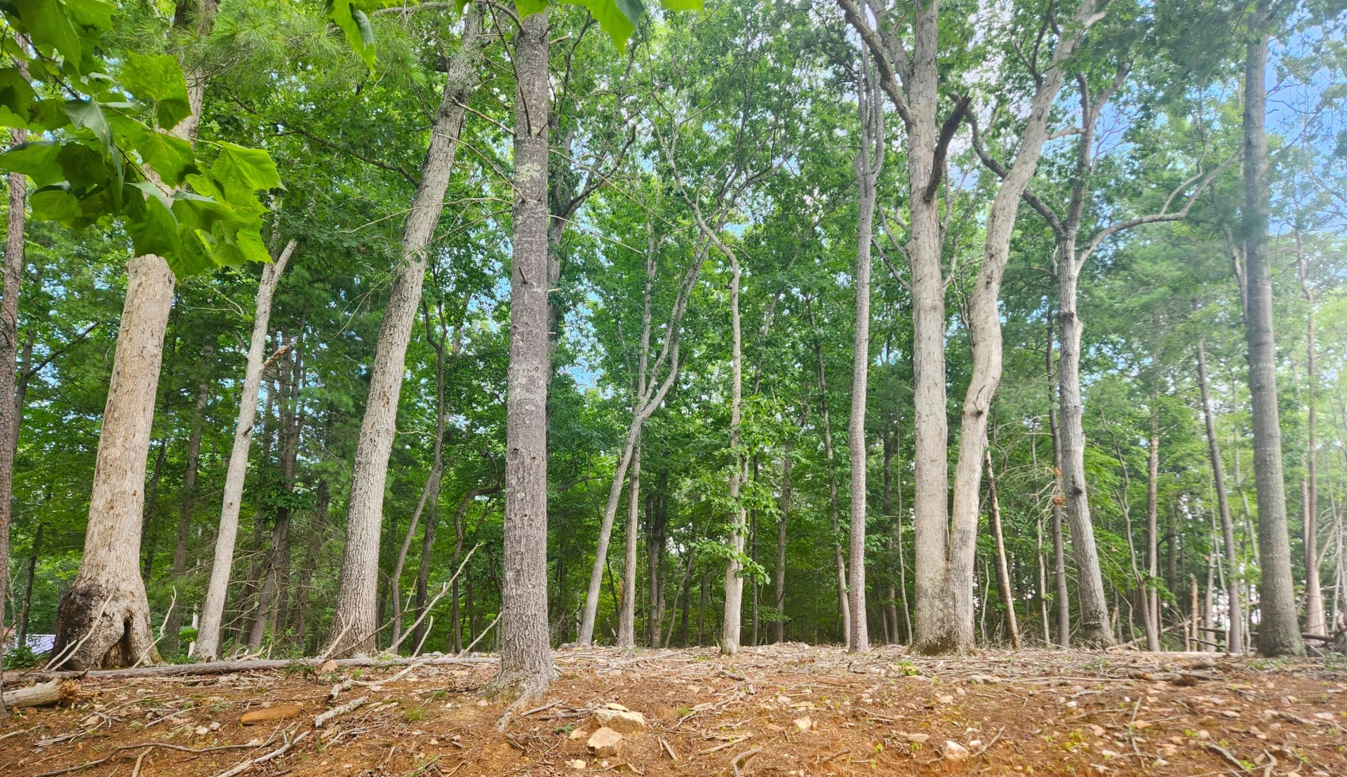 Lot 6 Sunny Cove DR - Photo 3