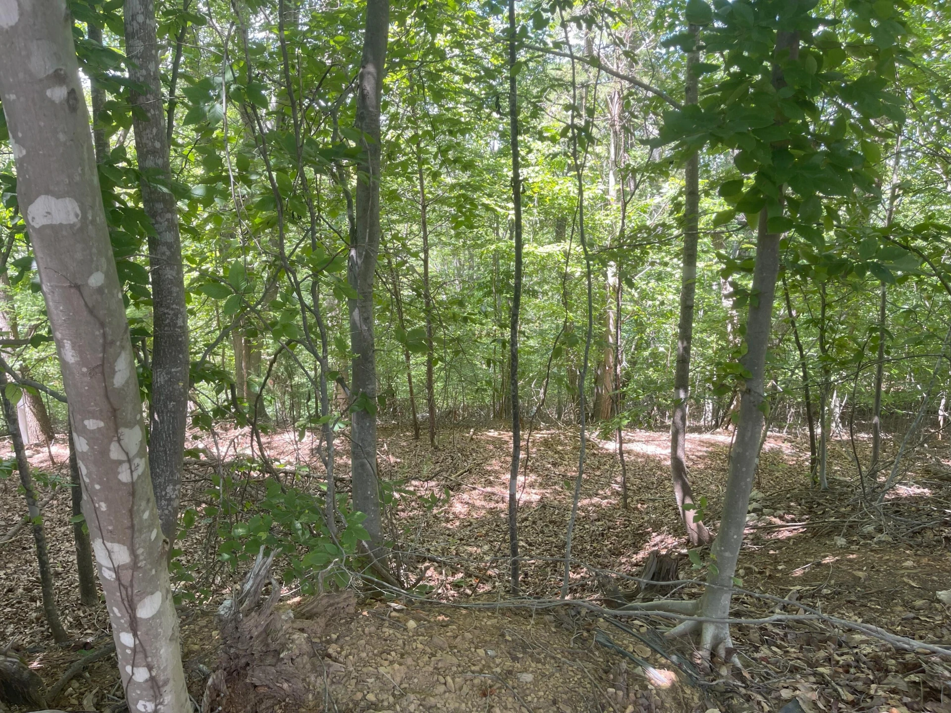 00 Jacobs Hollow - Photo 8