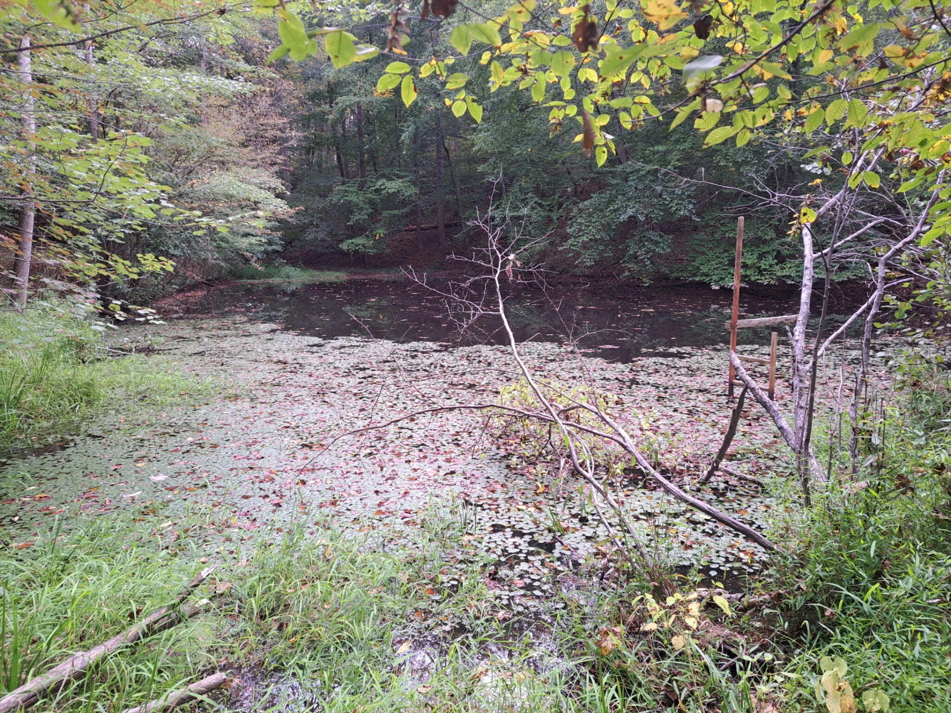 4463 Nemmo RD - Photo 35