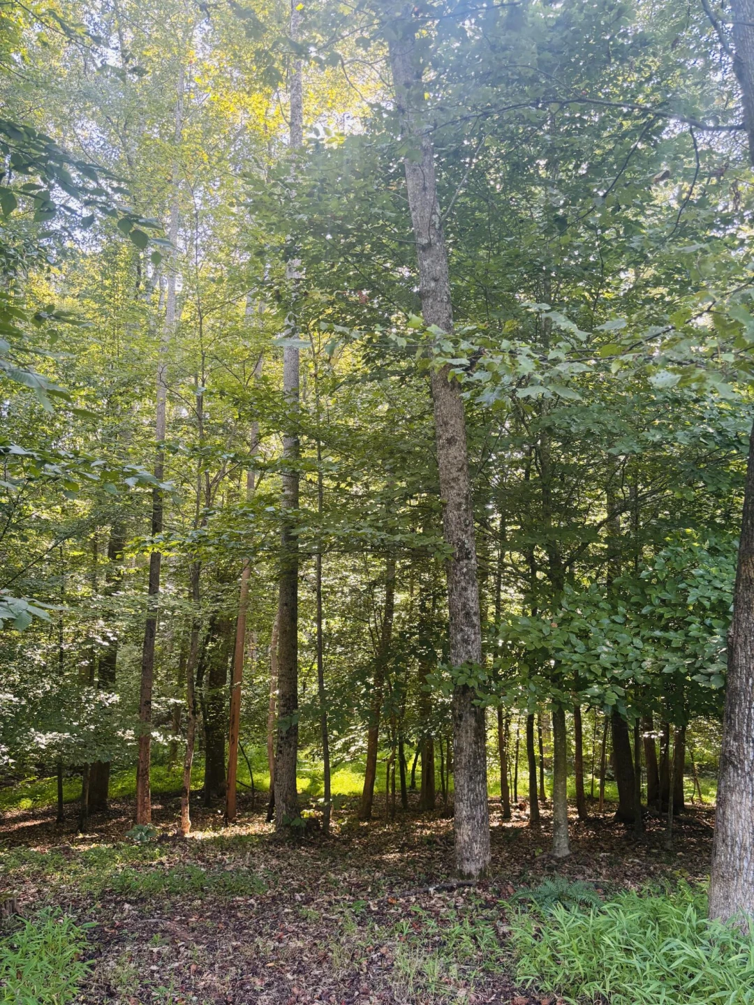 Lot 1 Lakemount DR - Photo 11