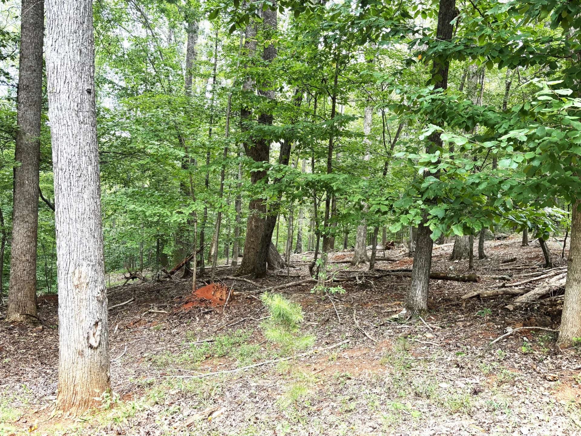 1010 Poplar Rdg DR - Photo 37