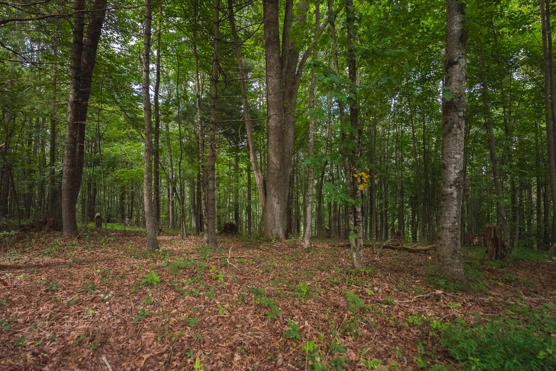 788 Jacks Mill RD SE - Photo 62