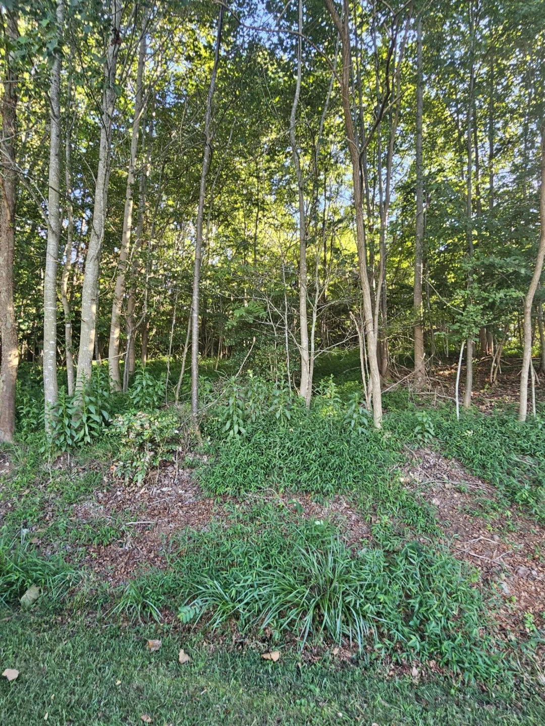 Lot 39 Cedar Ridge RD - Photo 3