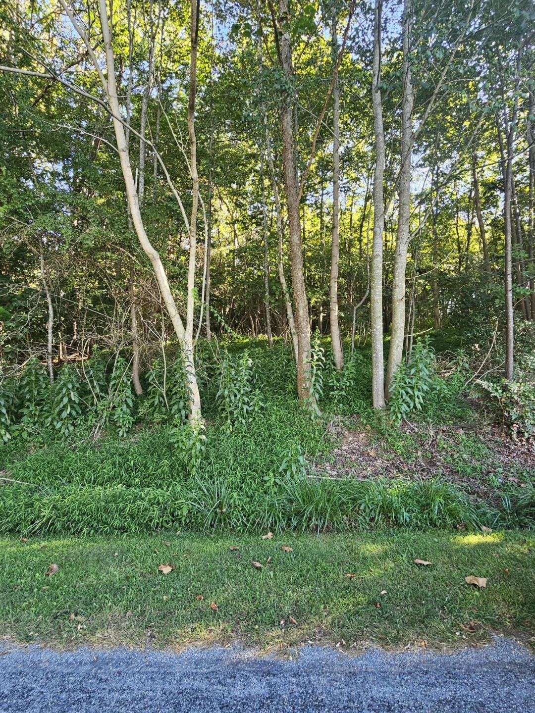Lot 39 Cedar Ridge RD - Photo 5