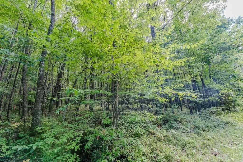 Lot 2 Phadettia RD - Photo 14