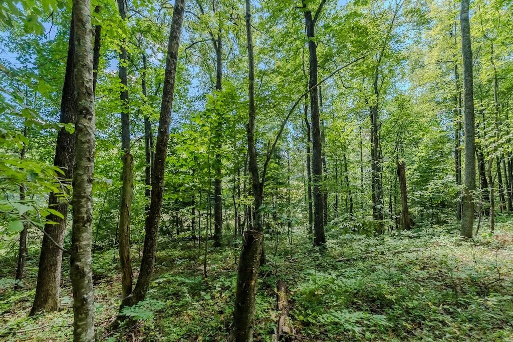 Lot 2 Phadettia RD - Photo 9