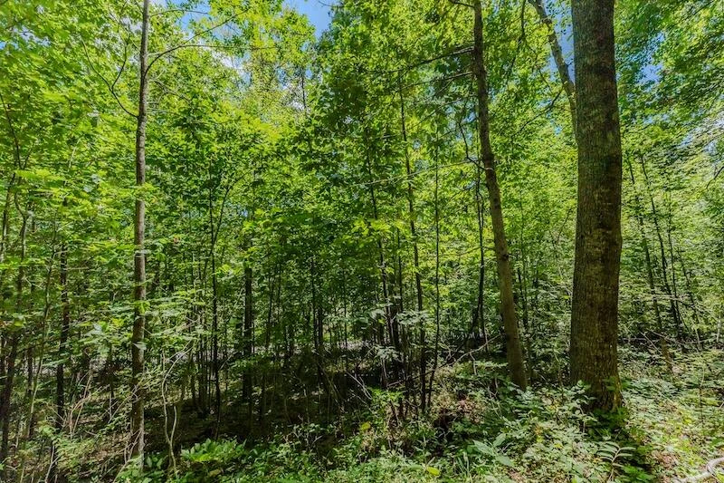 Lot 3 Phadettia RD - Photo 4
