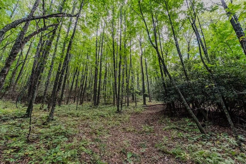 Lot 3 Phadettia RD - Photo 9