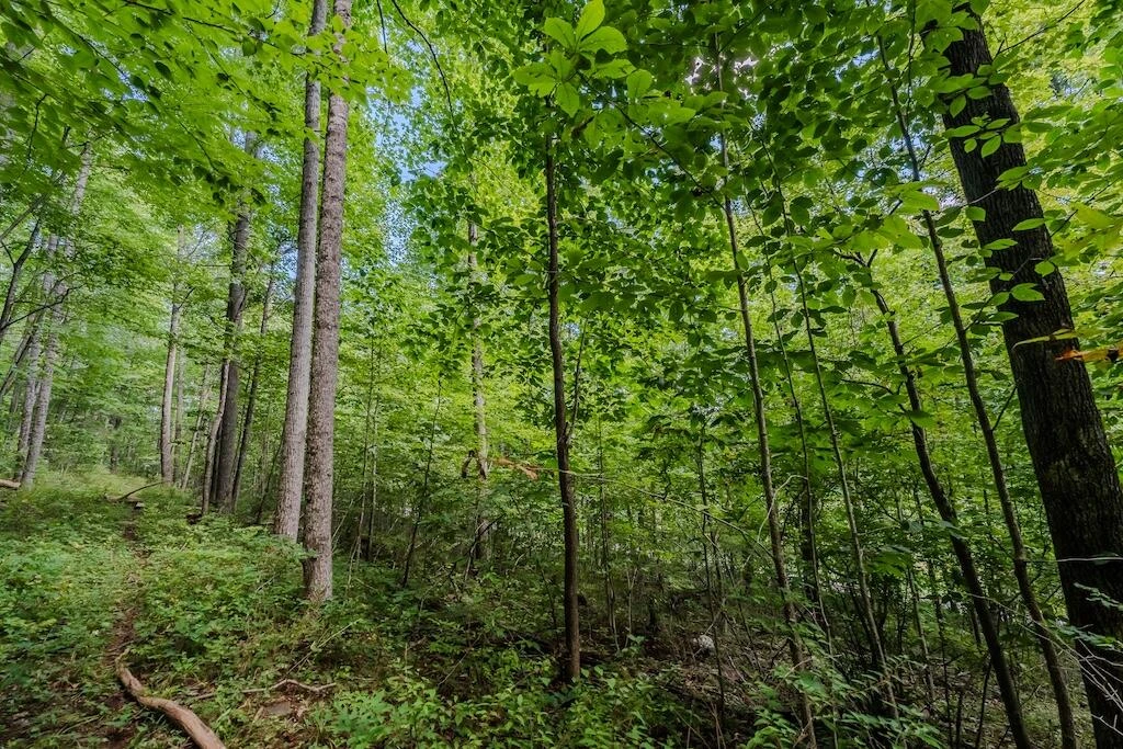 Lot 4 Phadettia RD - Photo 4