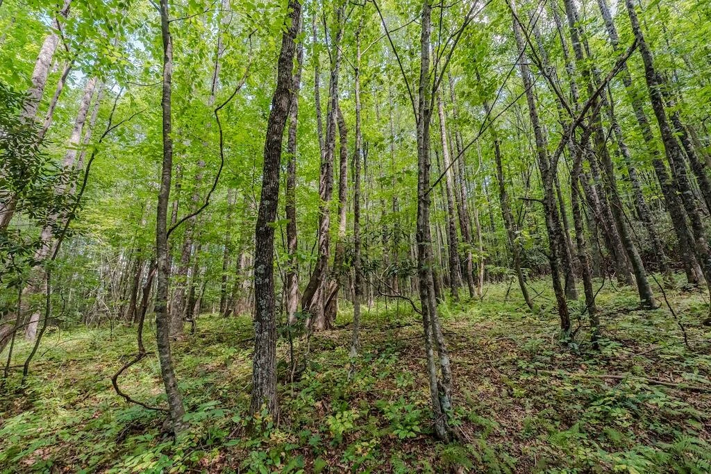 Lot 5 Phadettia RD - Photo 8