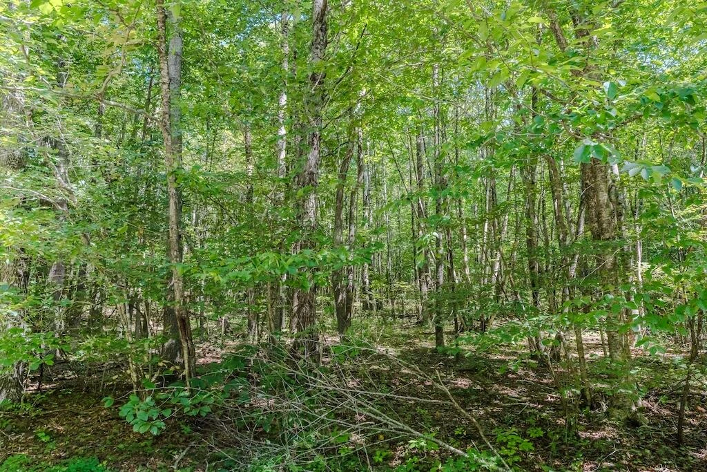 Lot 6 Phadettia RD - Photo 6