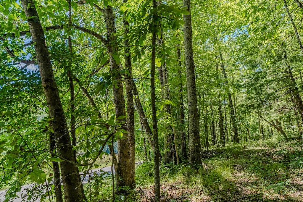 Lot 7 Phadettia RD - Photo 6