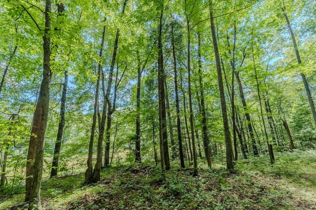 Lot 7 Phadettia RD - Photo 8