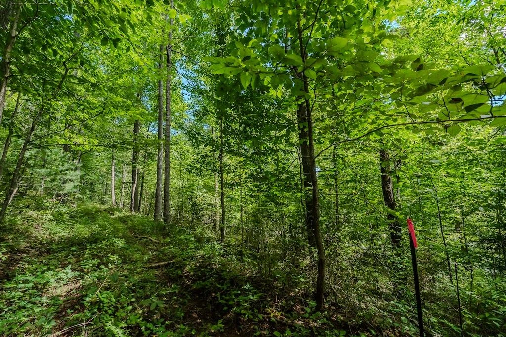 Lot 7 Phadettia RD - Photo 9