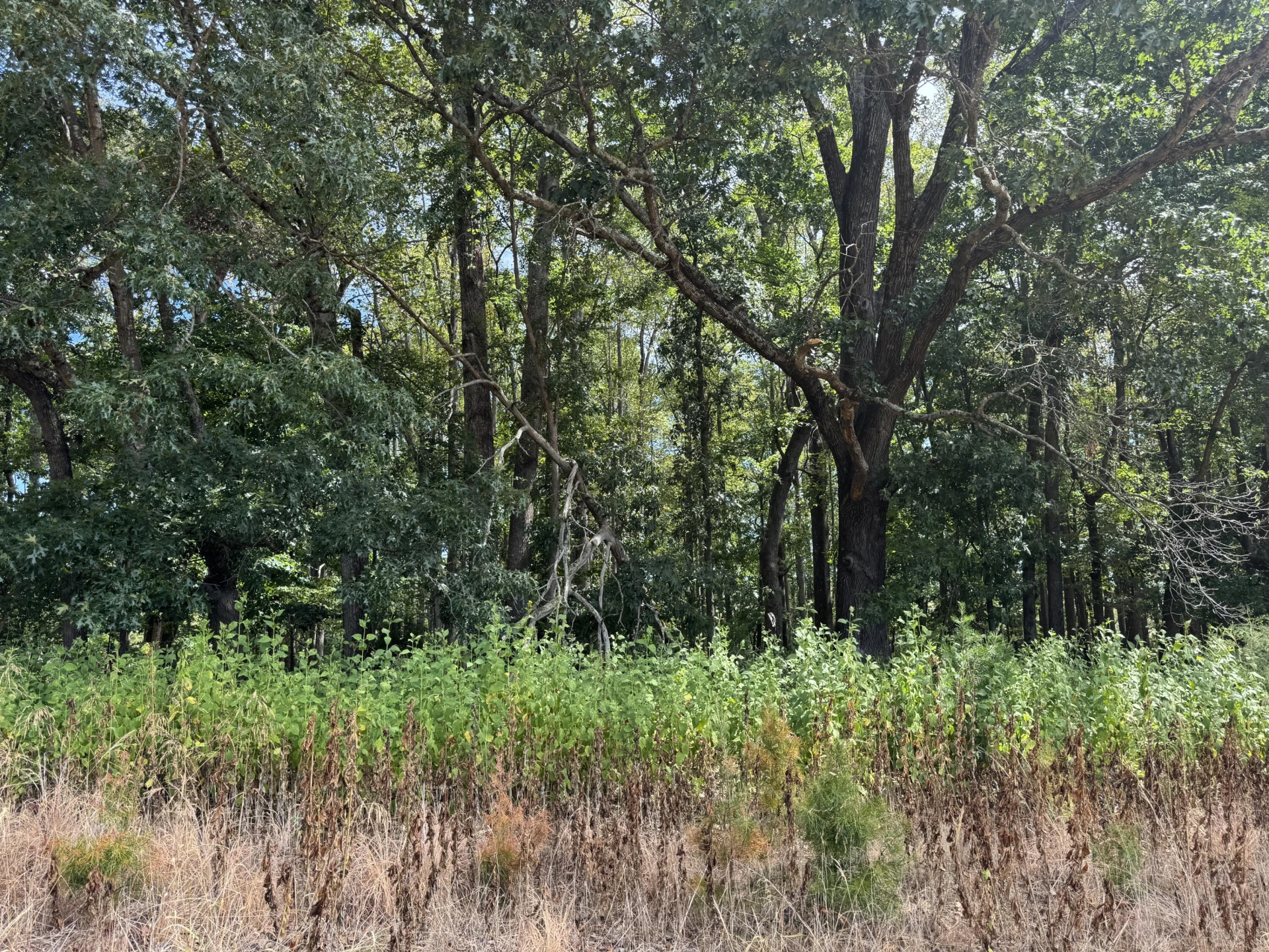 Lot 24 Hickory Cove LN - Photo 27