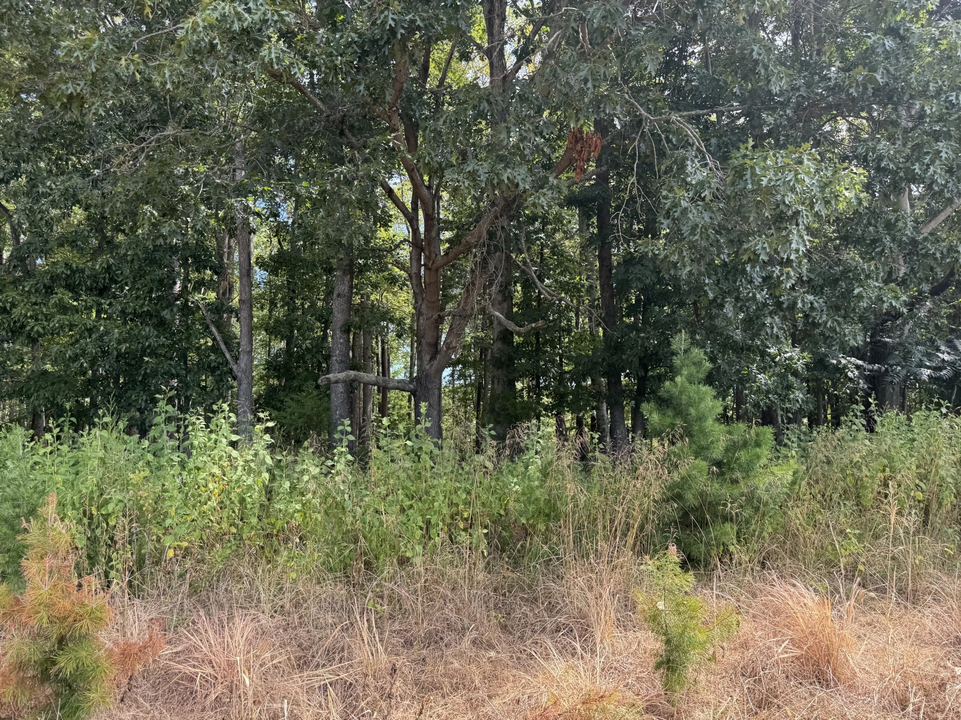 Lot 24 Hickory Cove LN - Photo 29