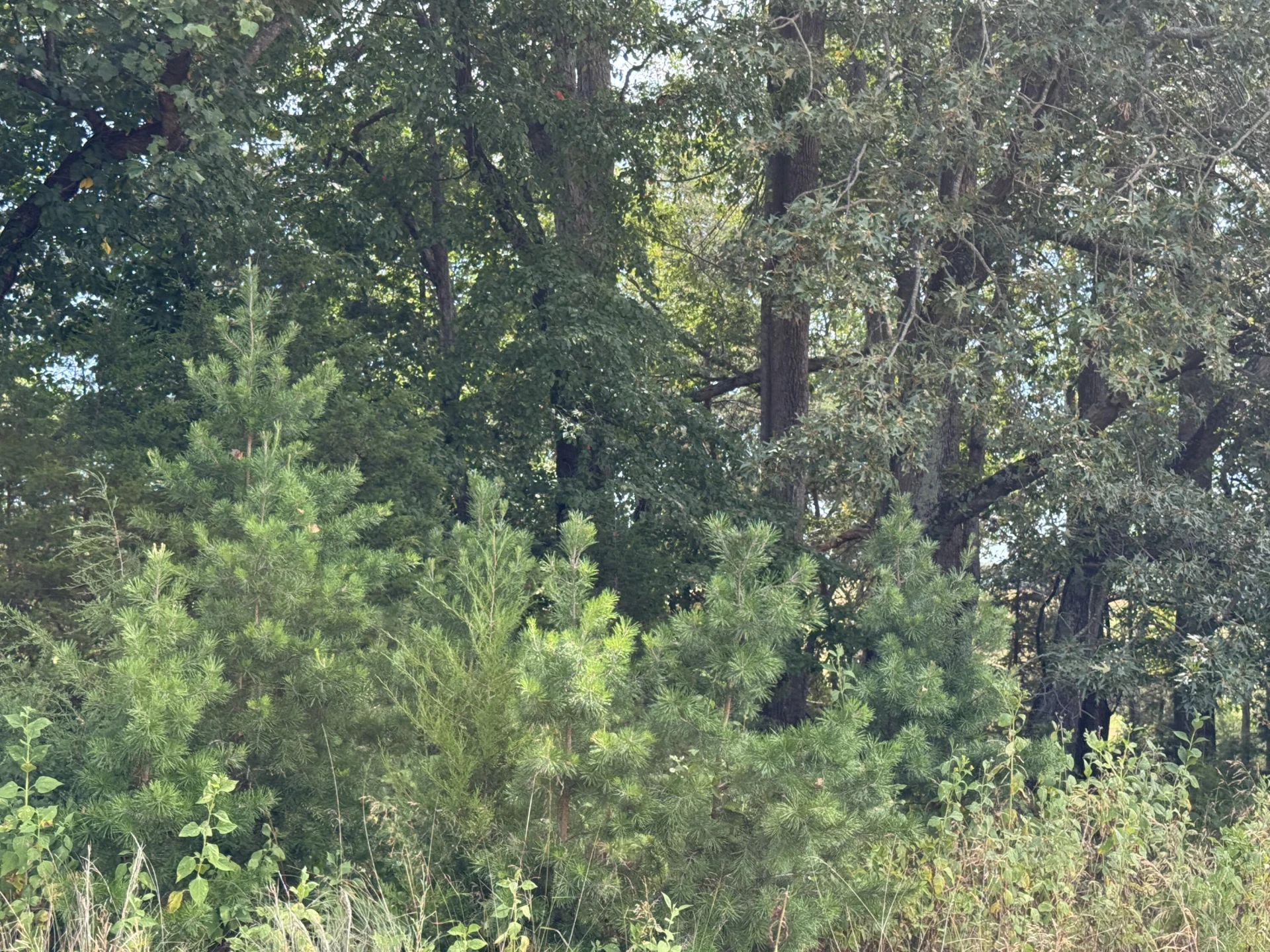 Lot 24 Hickory Cove LN - Photo 30