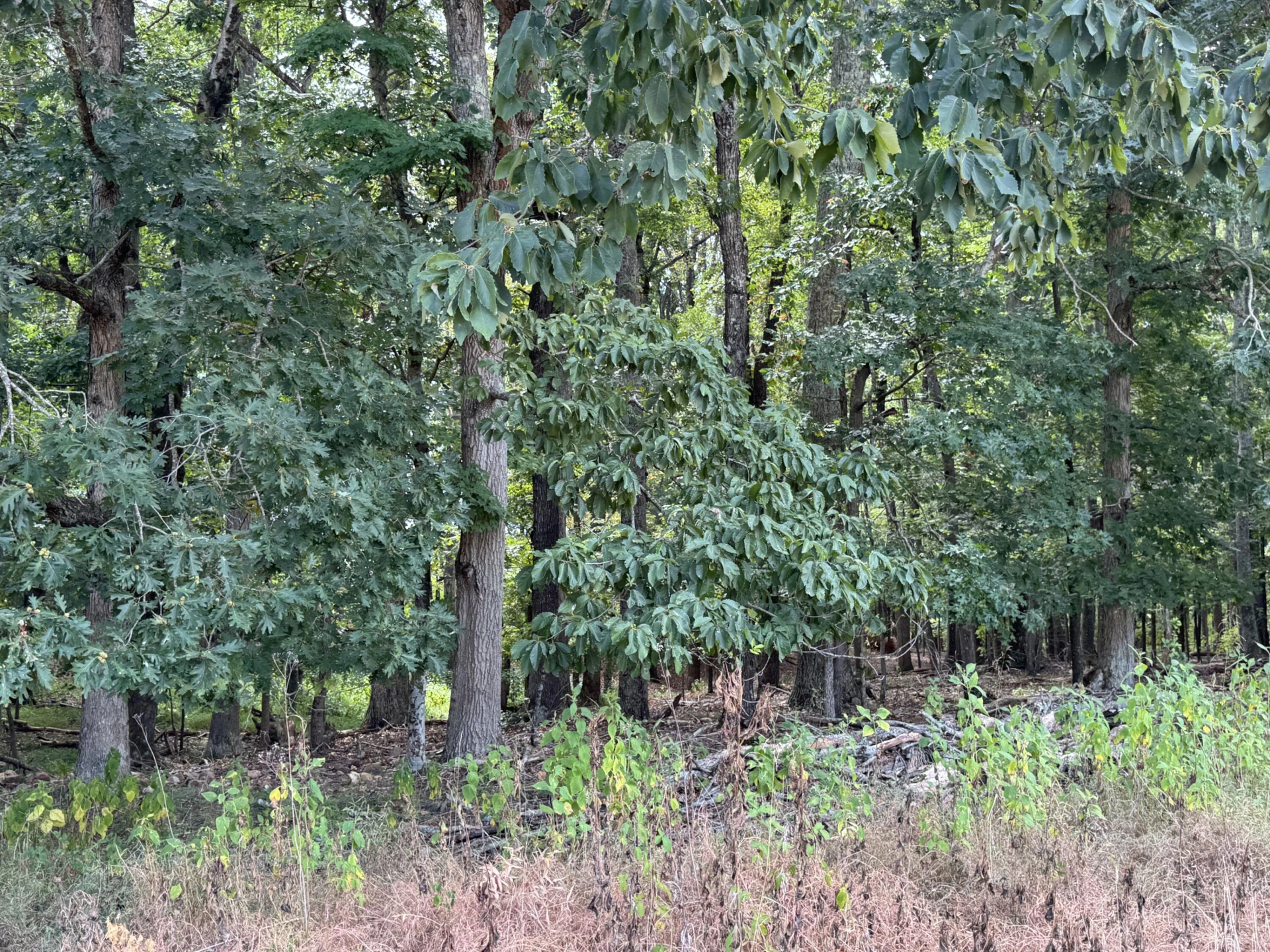 Lot 24 Hickory Cove LN - Photo 31