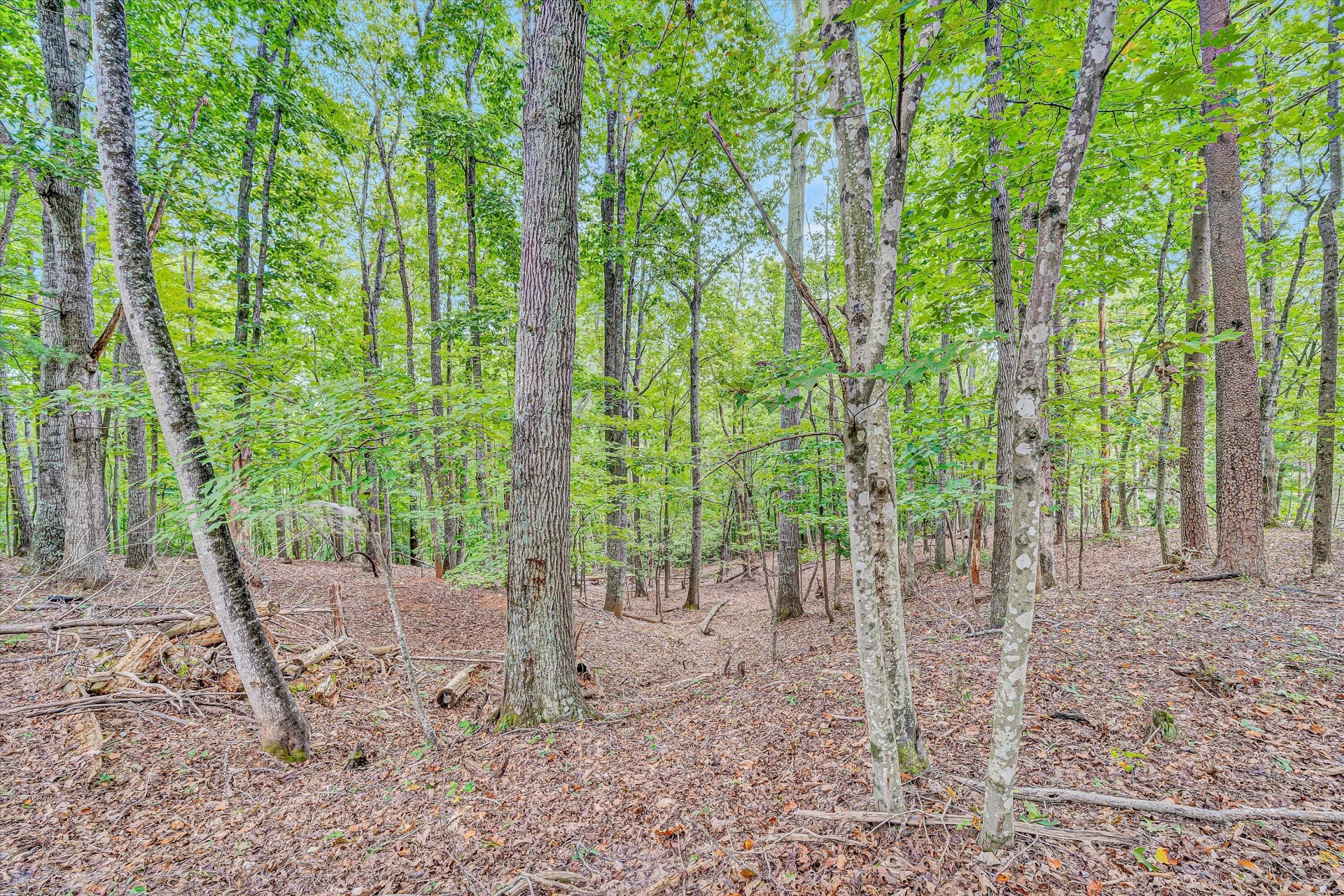 146 PINEVIEW DR - Photo 39