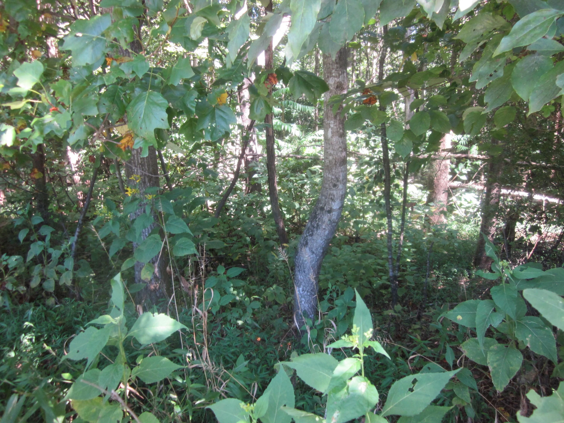 103 RIVER RIDGE DR - Photo 31