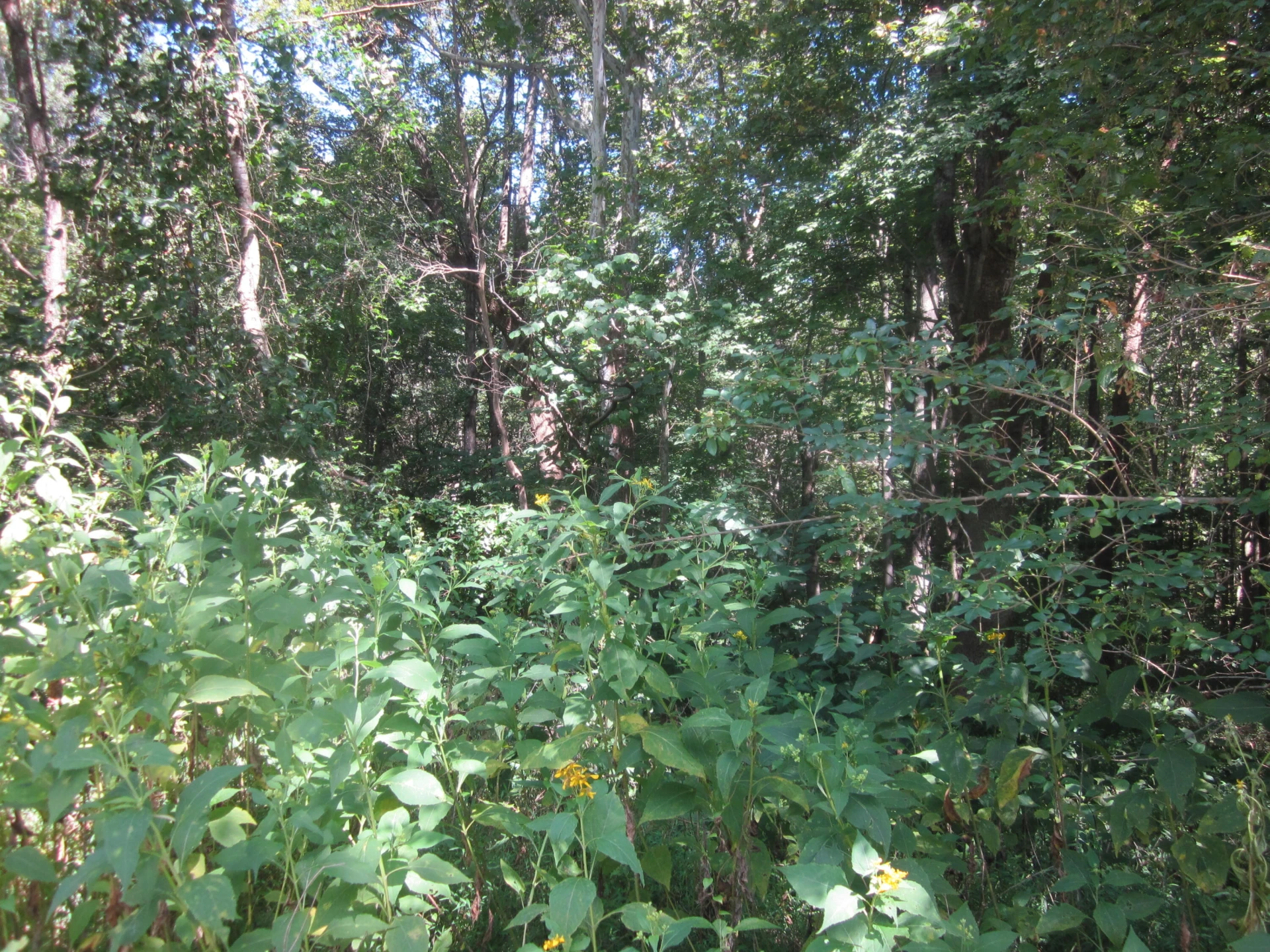 103 RIVER RIDGE DR - Photo 33