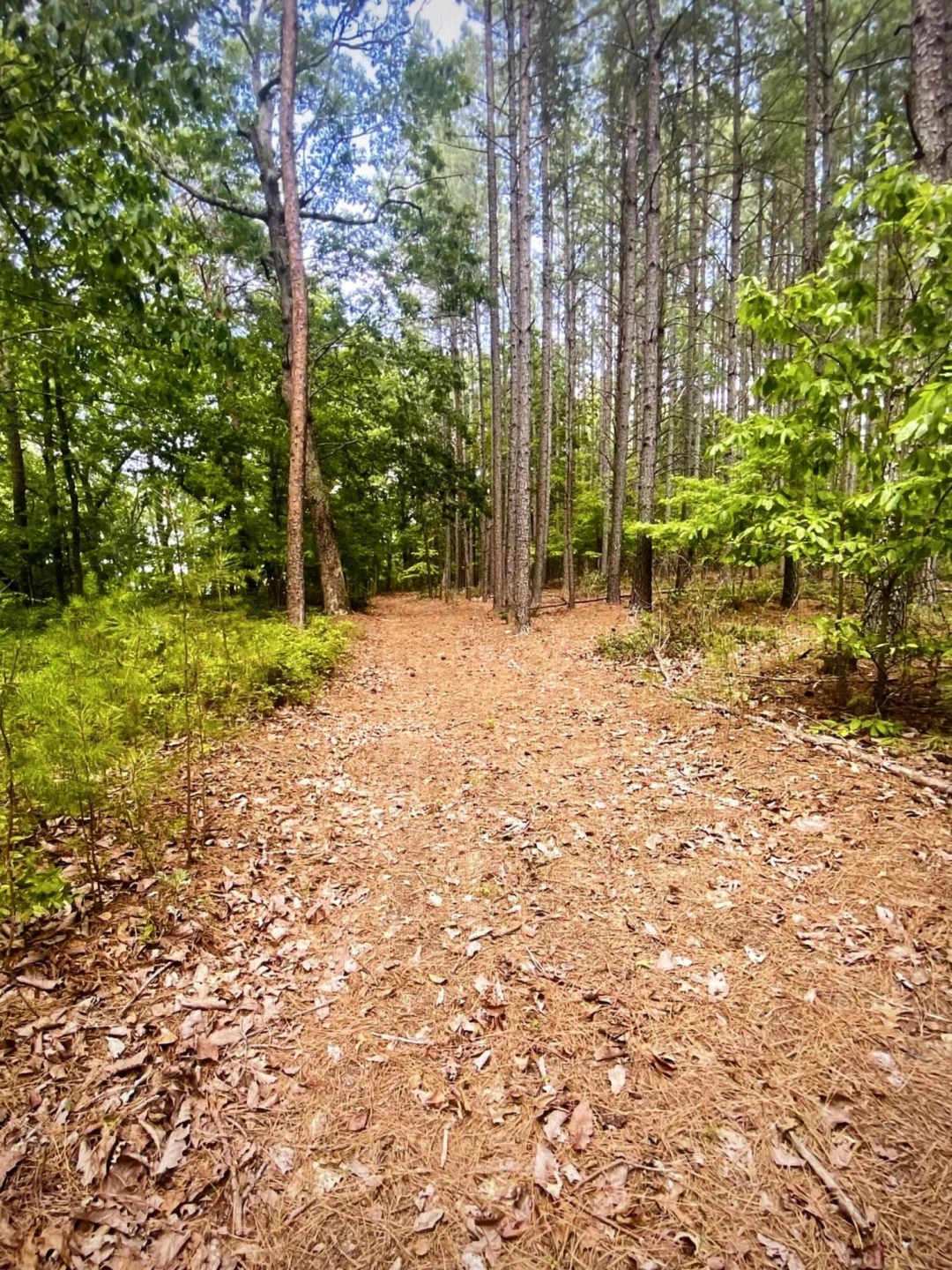 Lot 119 Greenberry DR - Photo 7