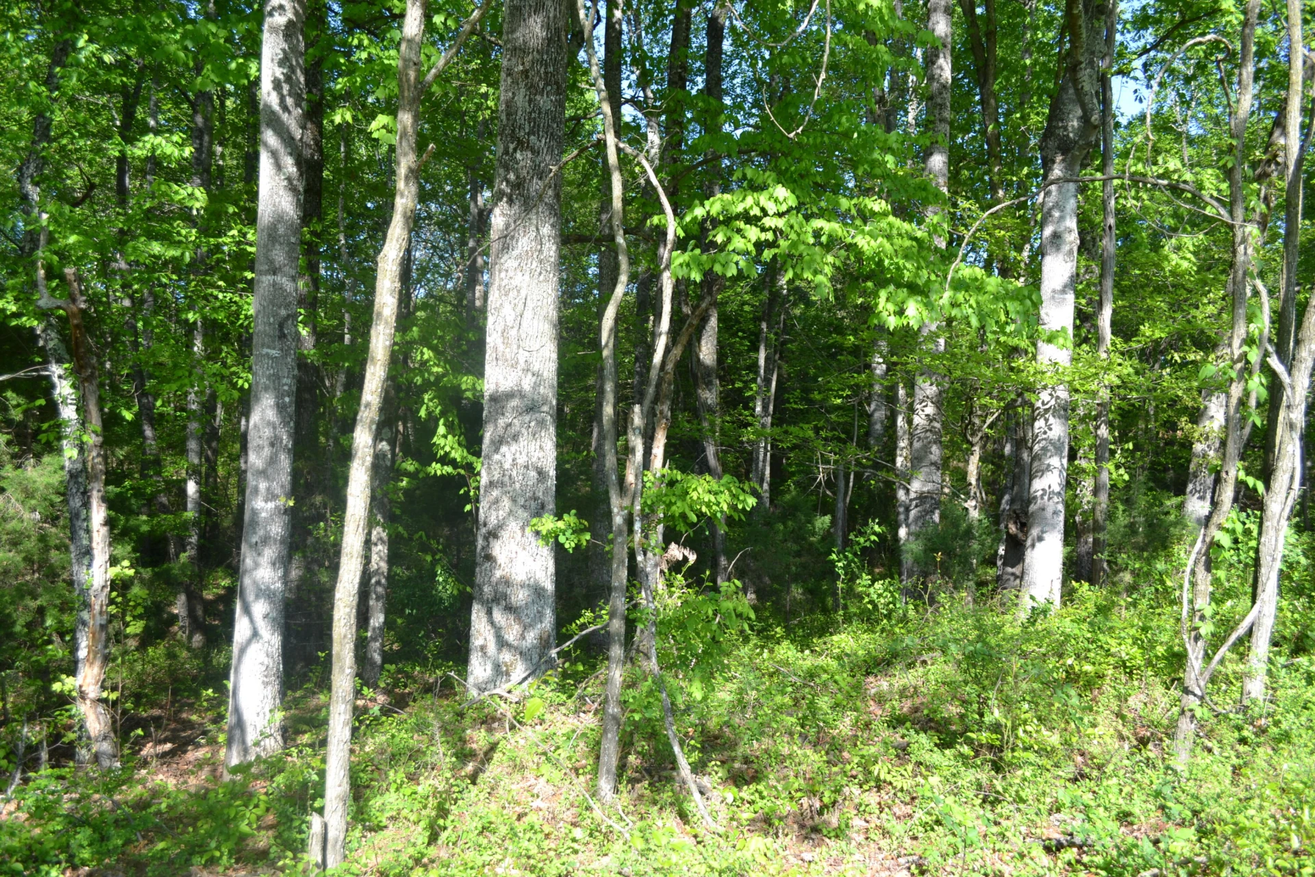 2392 Mountain Valley RD - Photo 59