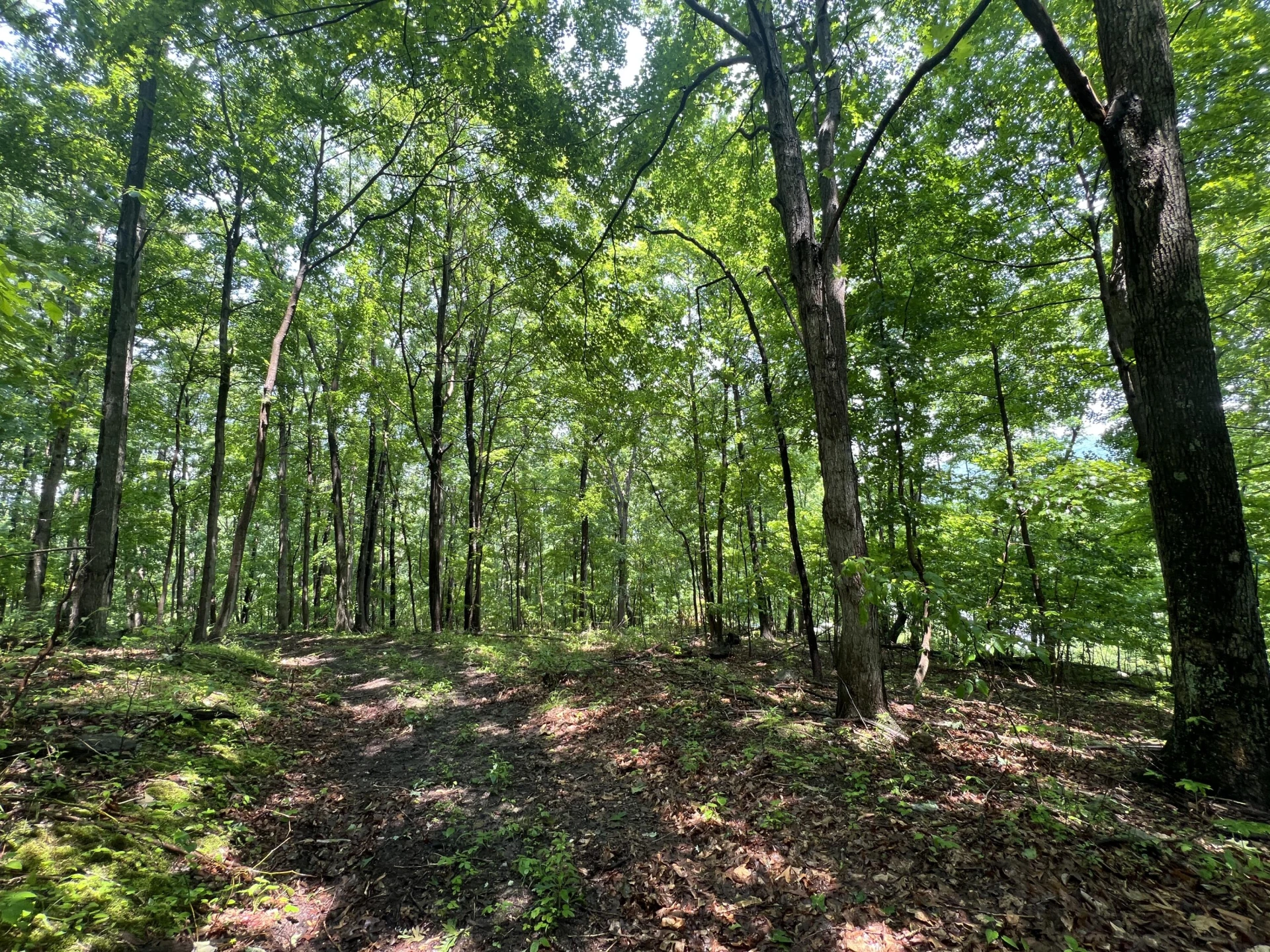 0 Robertson Mountain RD - Photo 2