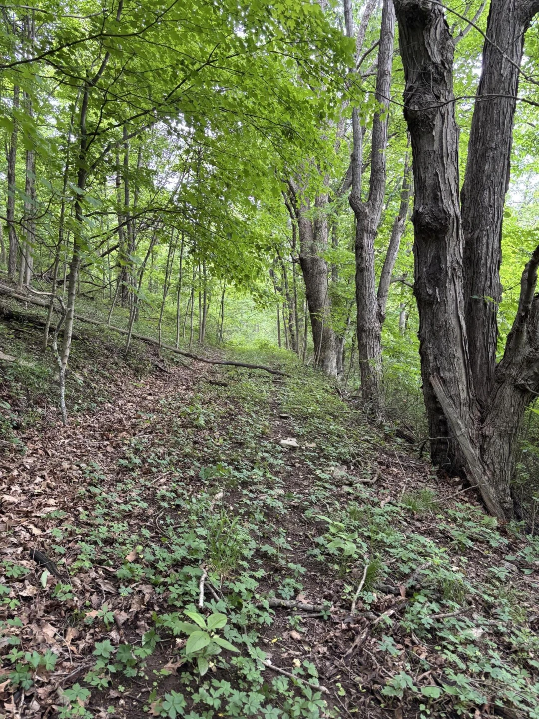 0 Robertson Mountain RD - Photo 5