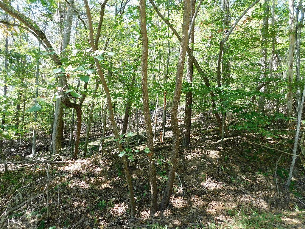 Lot 24 Cedar Bluff LN - Photo 2