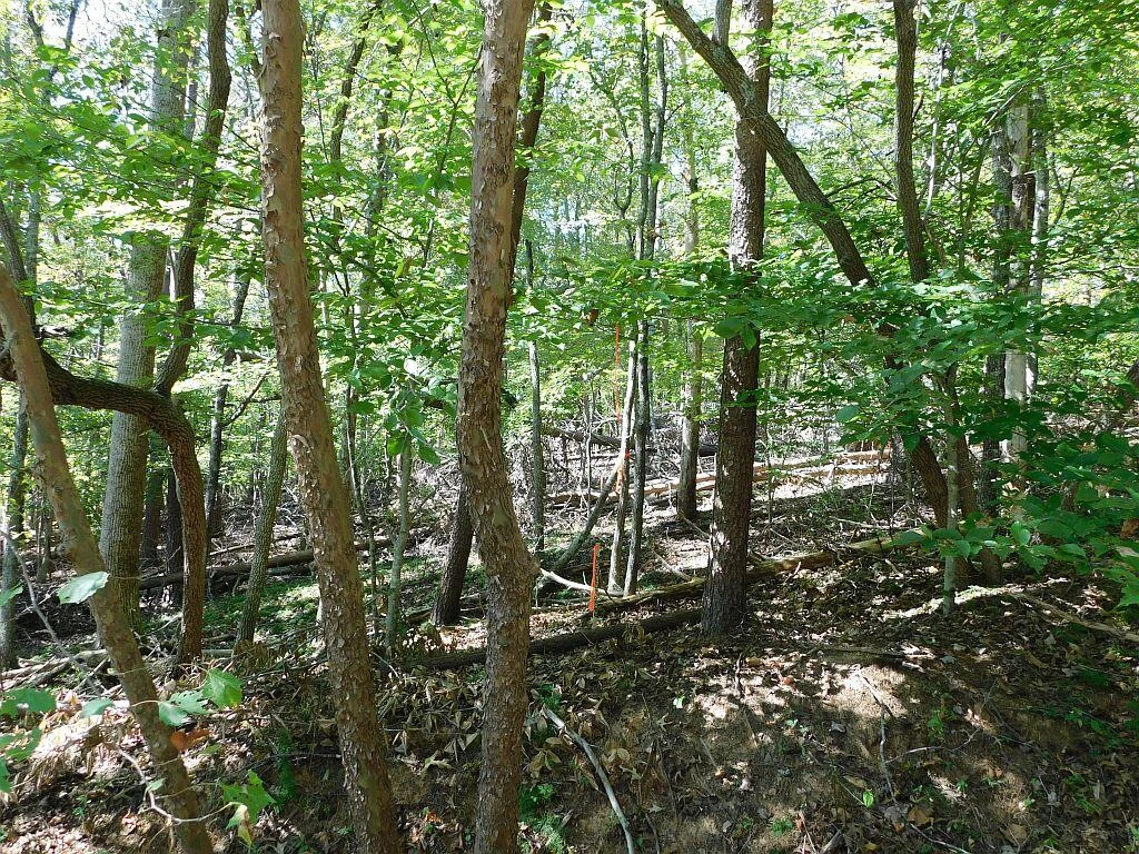 Lot 24 Cedar Bluff LN - Photo 3