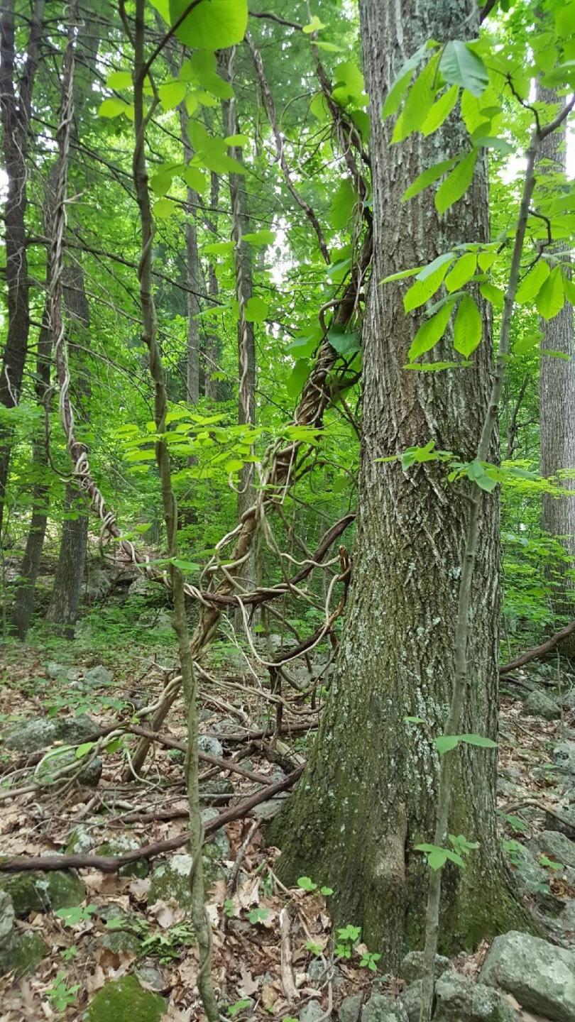 0 Masons Knob RD - Photo 3