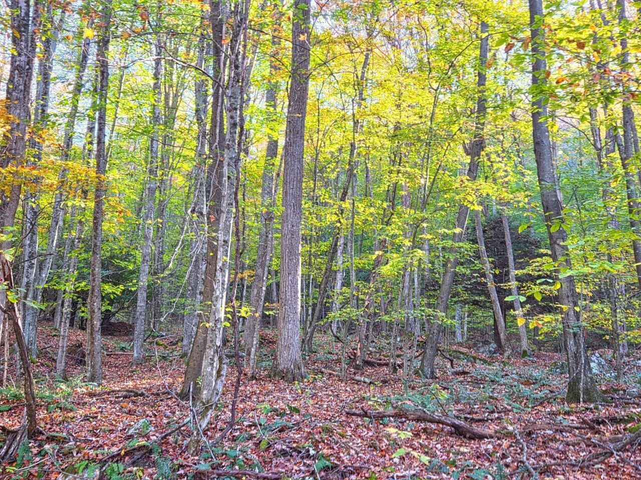 0 Old Pluto RD - Photo 7