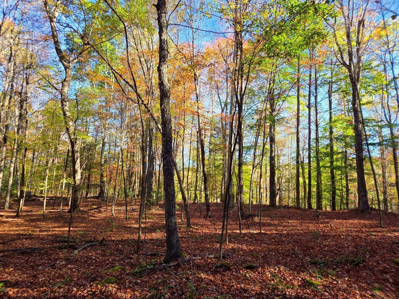 0 Old Pluto RD - Photo 9