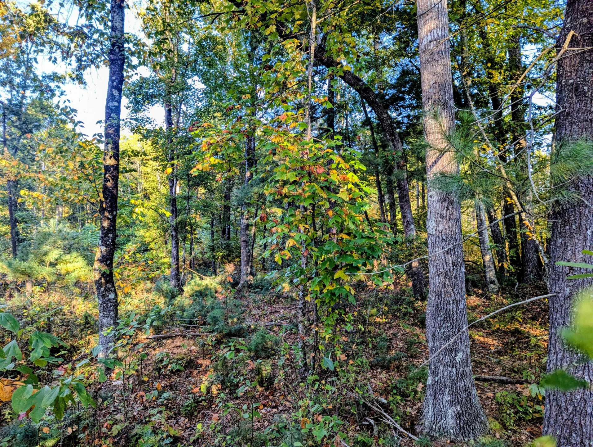 TBD Daniels Run RD - Photo 14