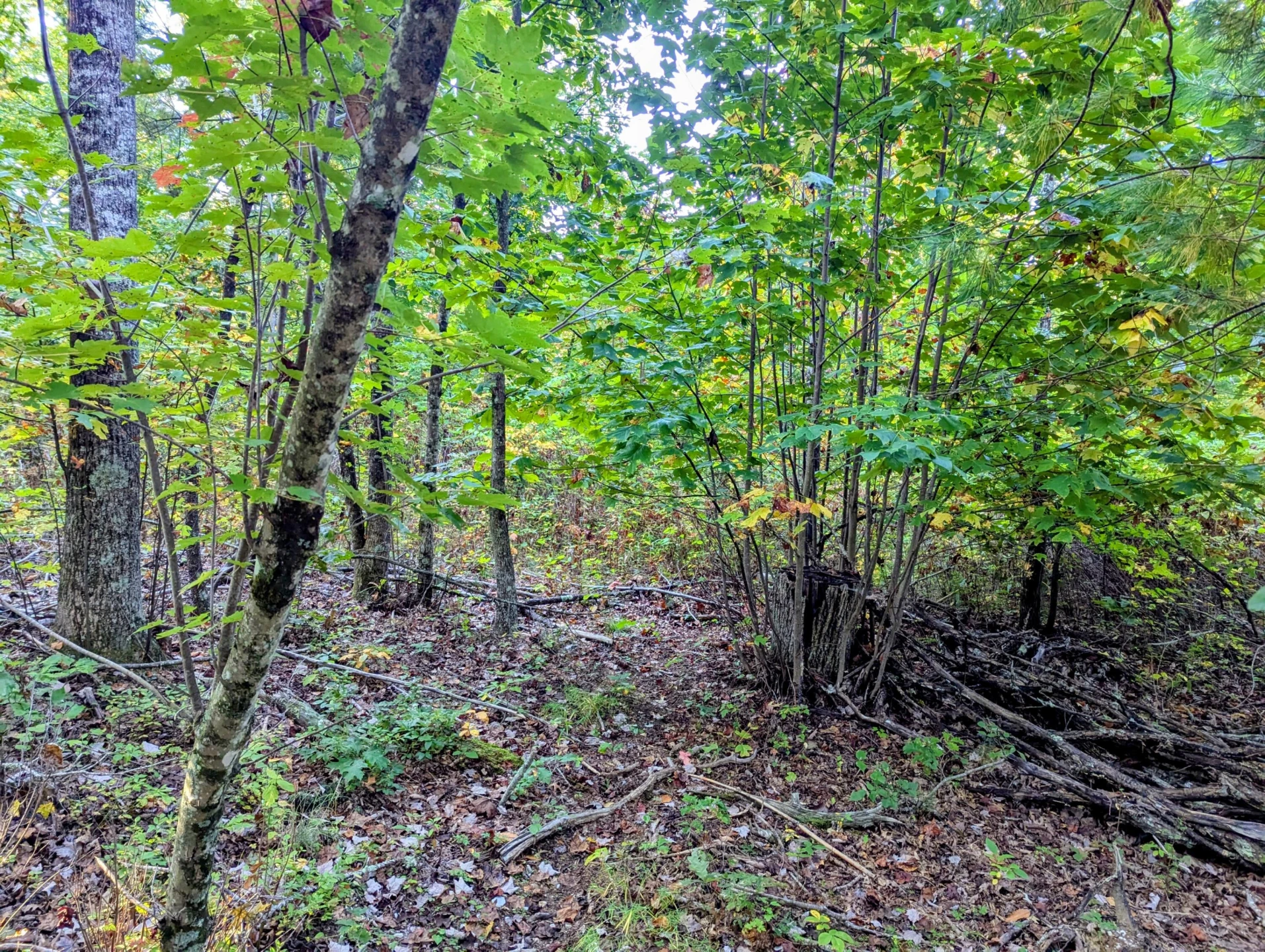 TBD Daniels Run RD - Photo 15