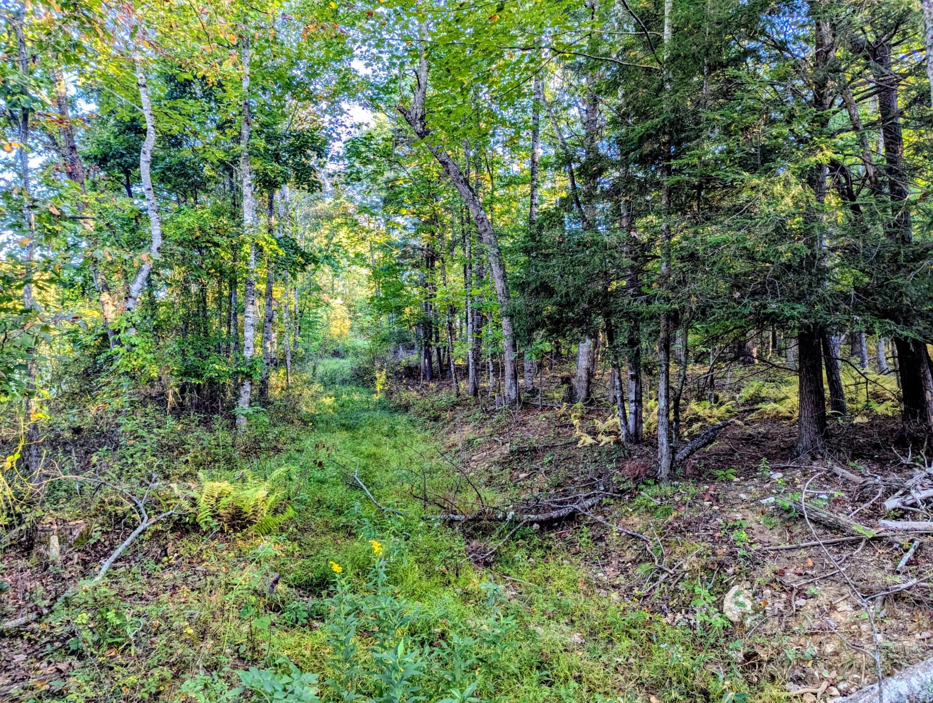 TBD Daniels Run RD - Photo 16