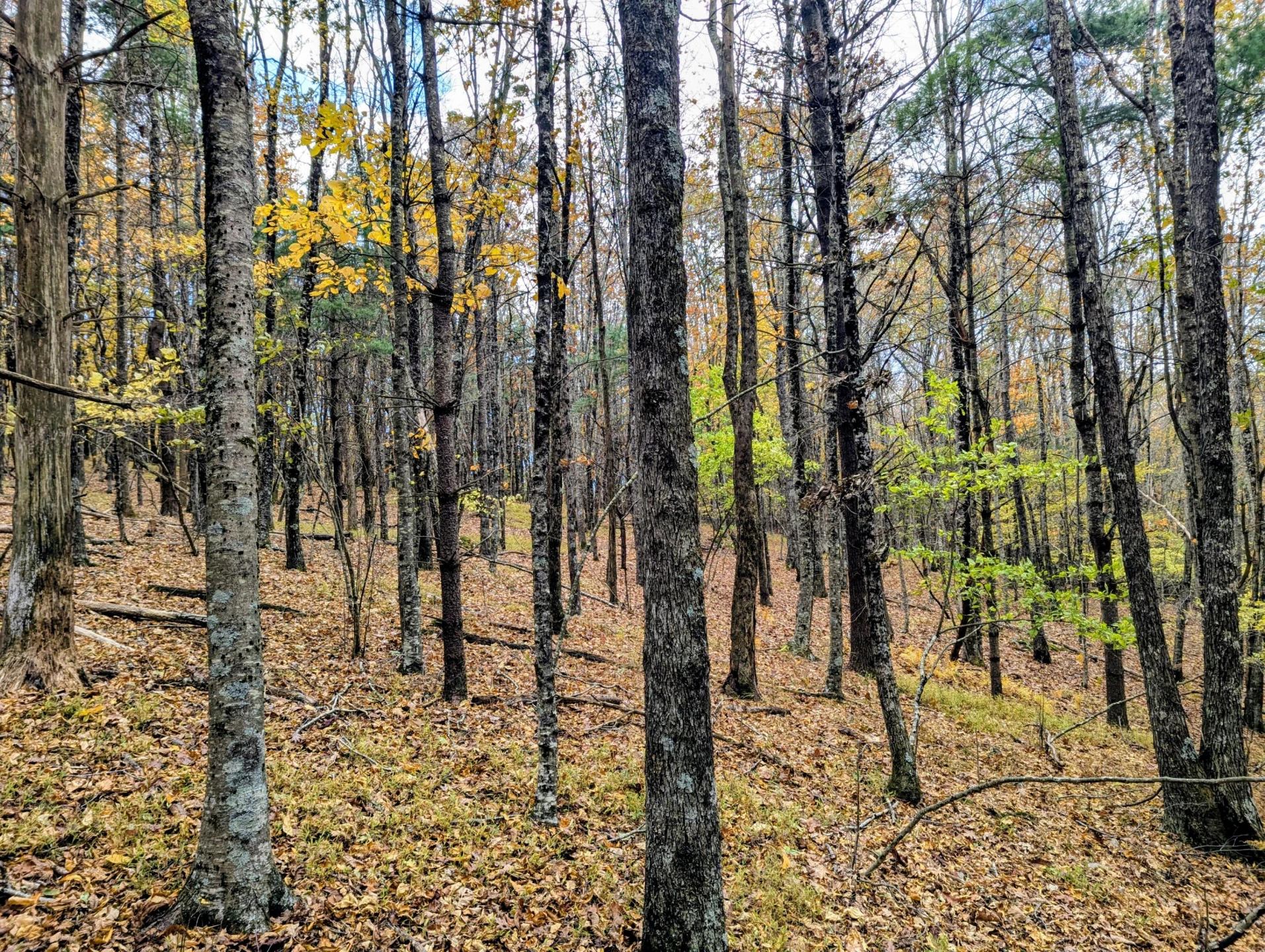 3384 Fairview Church RD - Photo 41