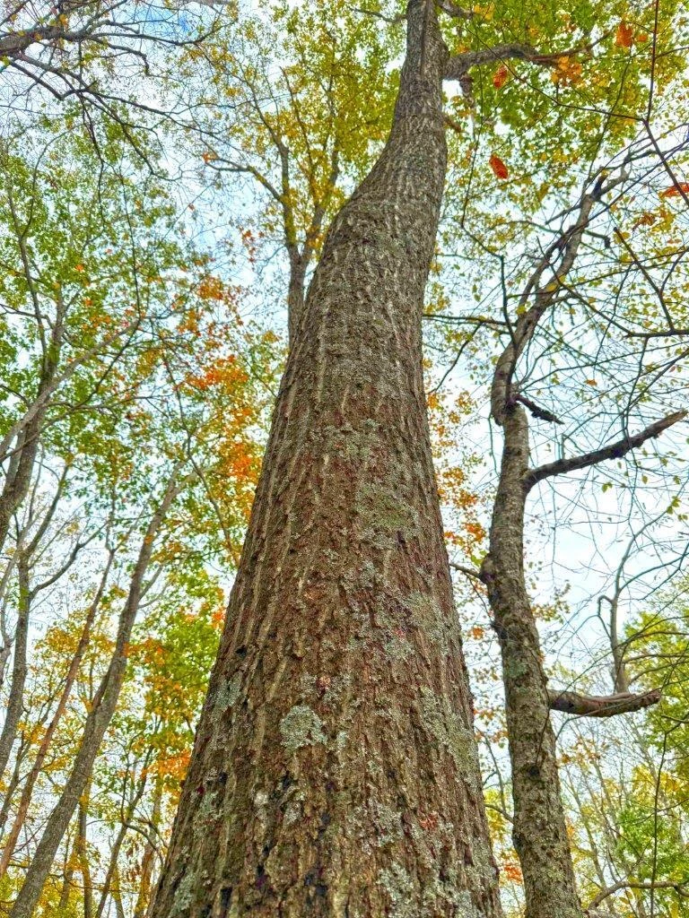 0 Pluto RD - Photo 21