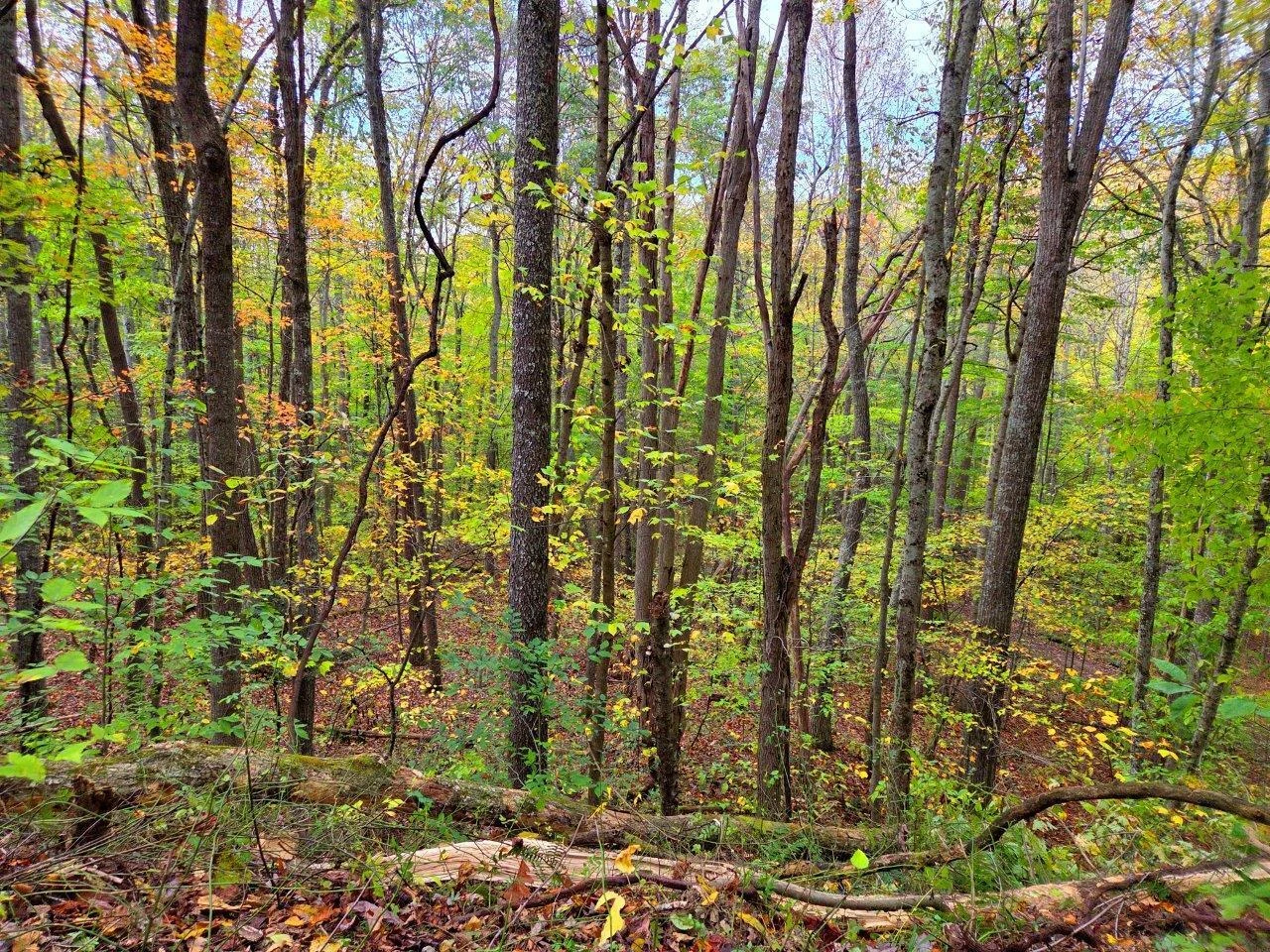 0 Pluto RD - Photo 6
