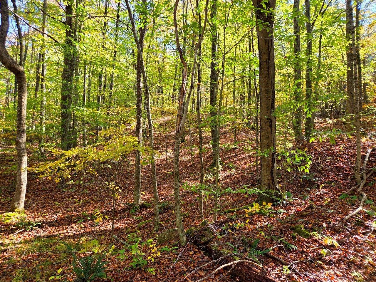 0 Backus Mountain RD - Photo 3