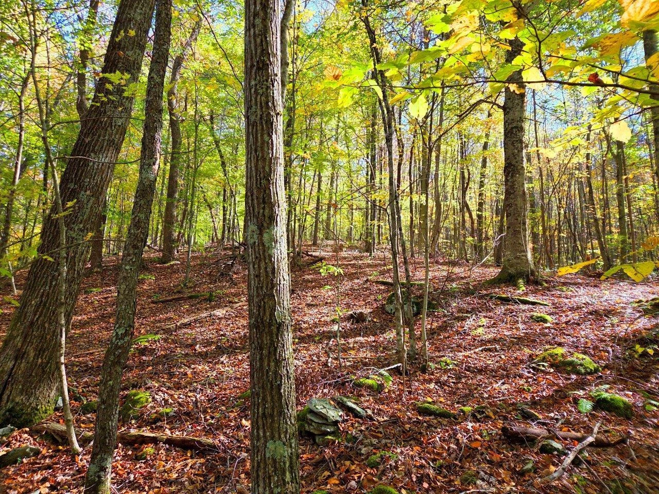 0 Backus Mountain RD - Photo 5