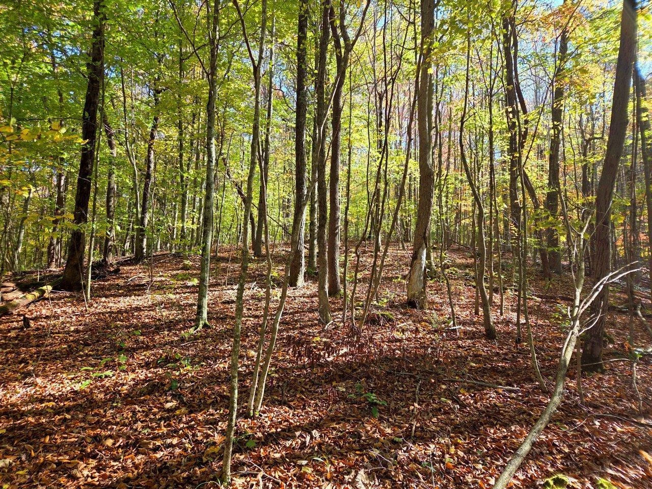 0 Backus Mountain RD - Photo 6