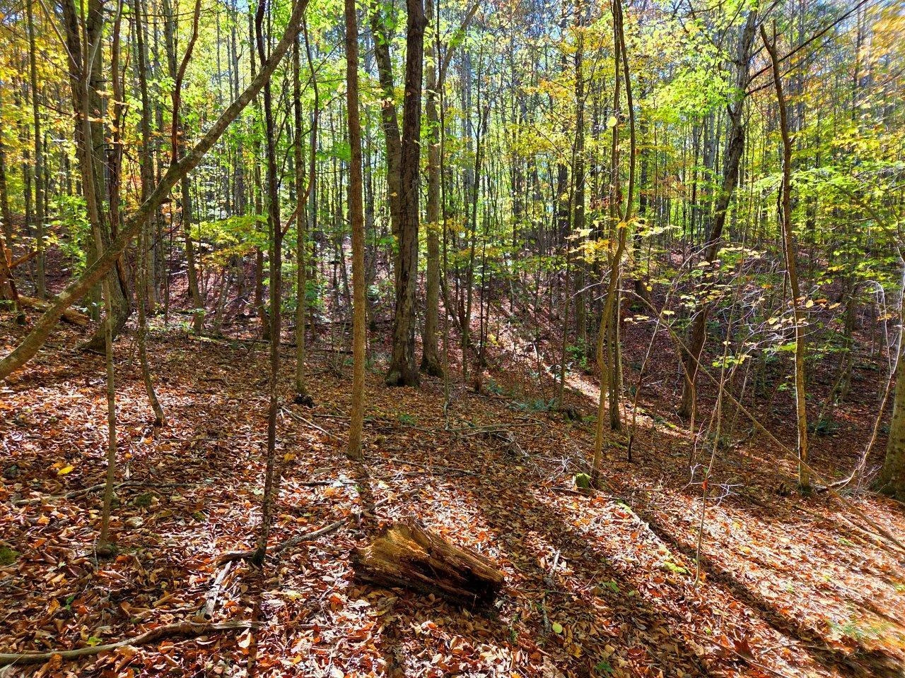 0 Backus Mountain RD - Photo 7