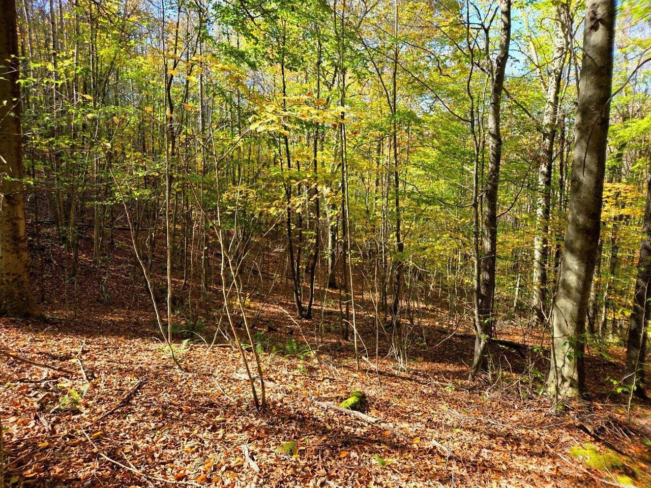0 Backus Mountain RD - Photo 8