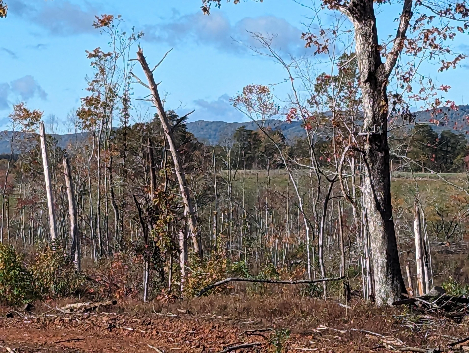 0 Walker RD - Photo 12