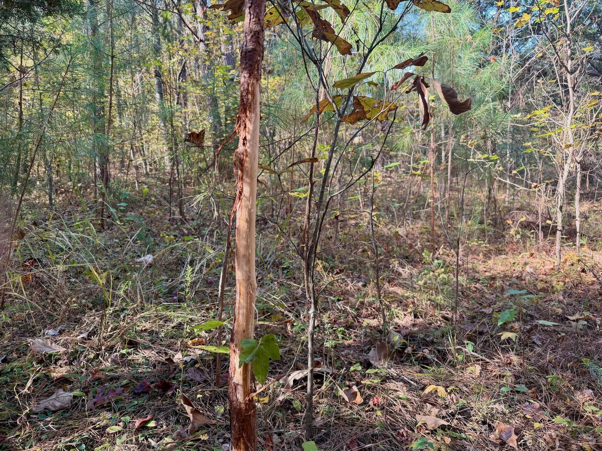 0 Slatesville RD - Photo 13